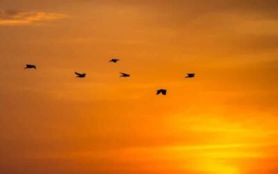 Exploring the Rich Biodiversity around the Badkhal Lake