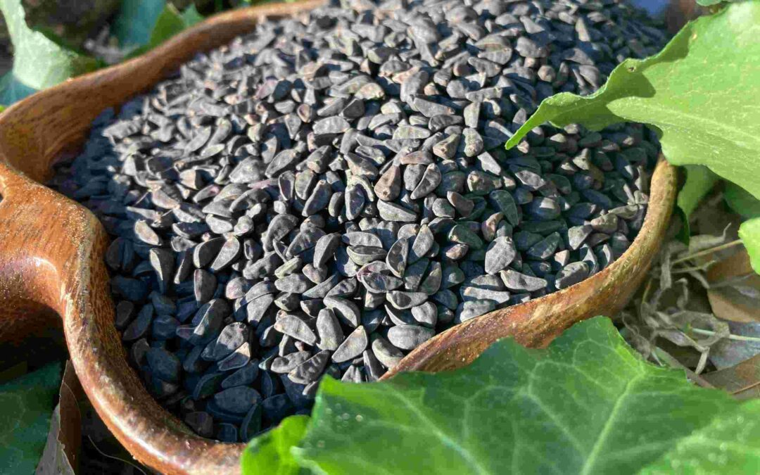 How to Plant Morning Glory Seeds