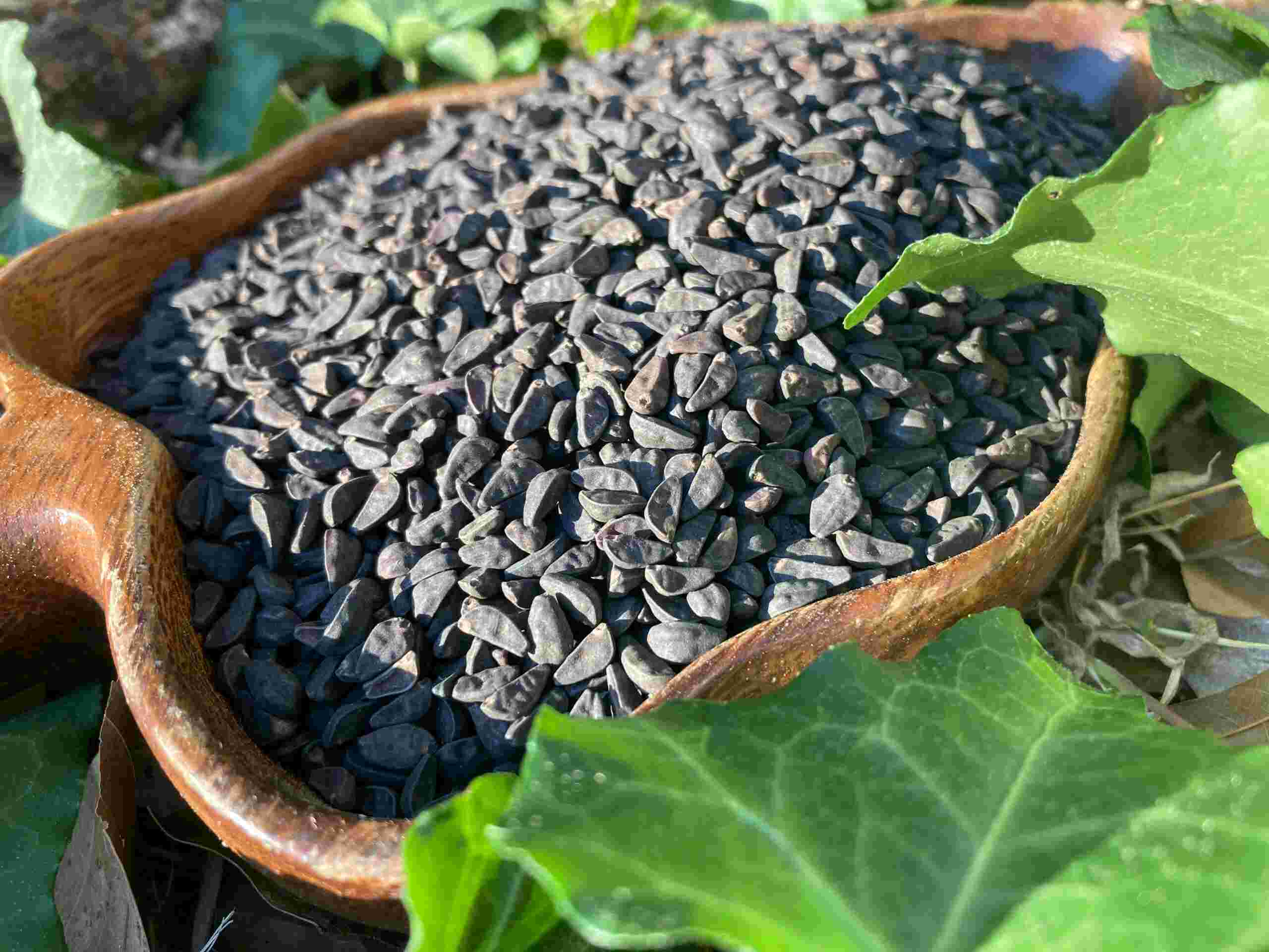 Glory Seeds_1 Glory Seeds