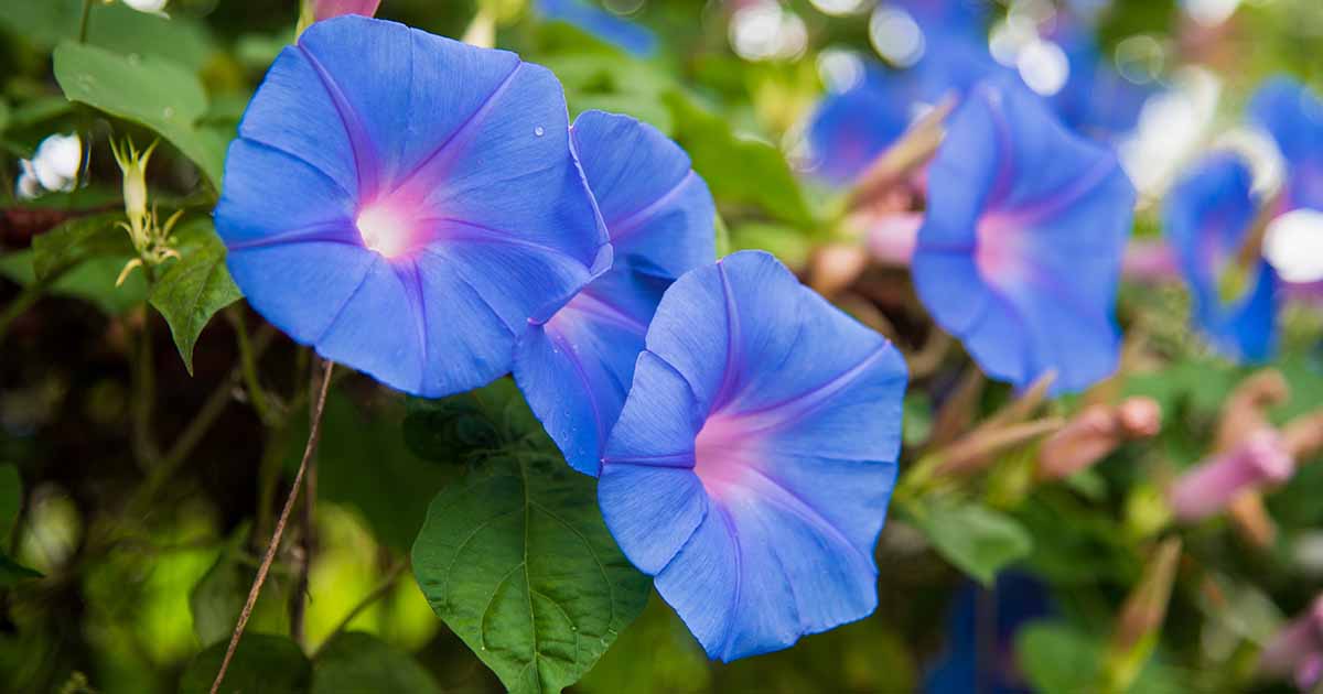 Glory Seeds