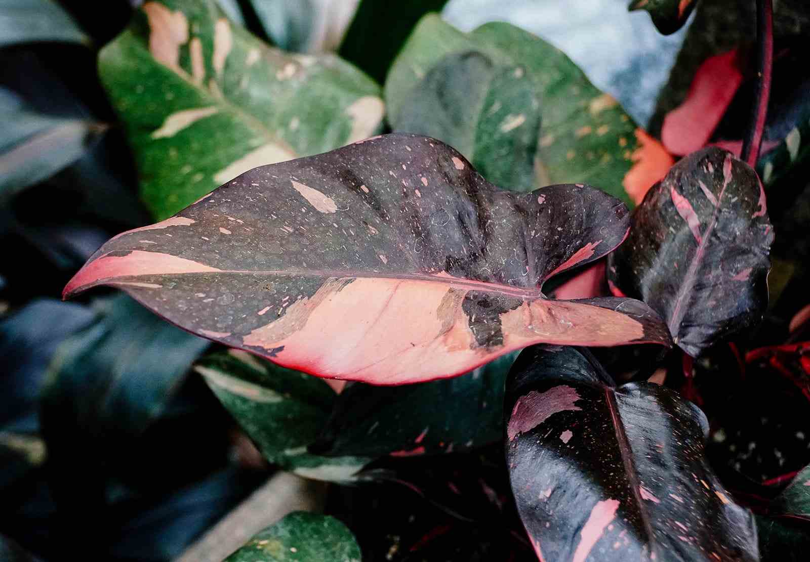 Are Pink Princess Plants Toxic to Cats