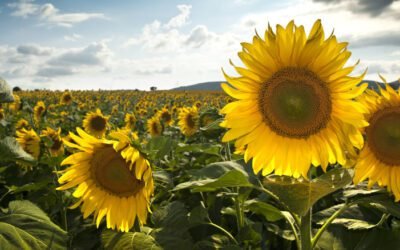 Are Sunflowers Perennials? Discover the Truth About These Flowers!