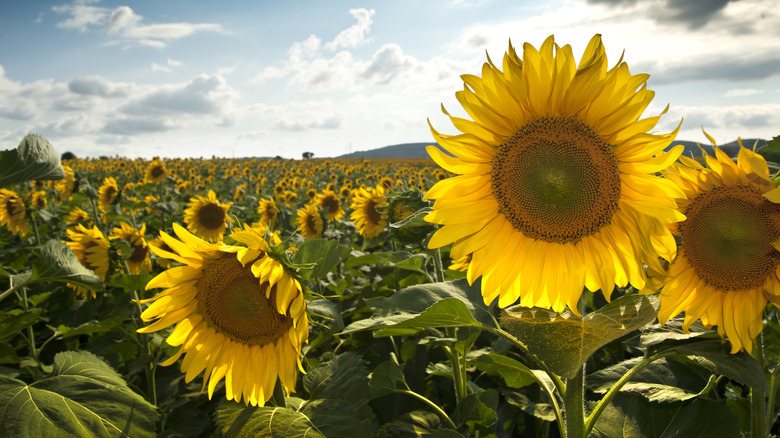 Field of sunflowers Are Sunflowers Perennials
