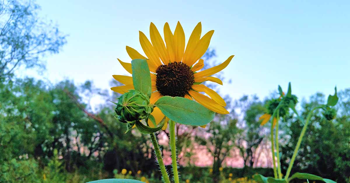 Are Sunflowers Perennials