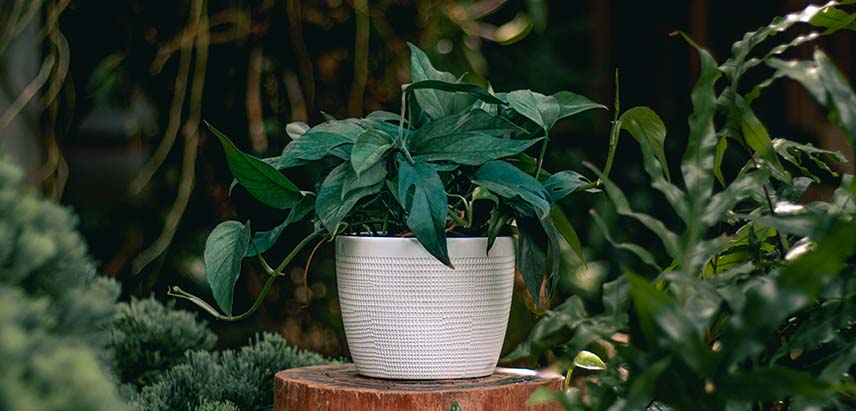Baltic Blue Pothos Rare_2 Baltic Blue Pothos Rare