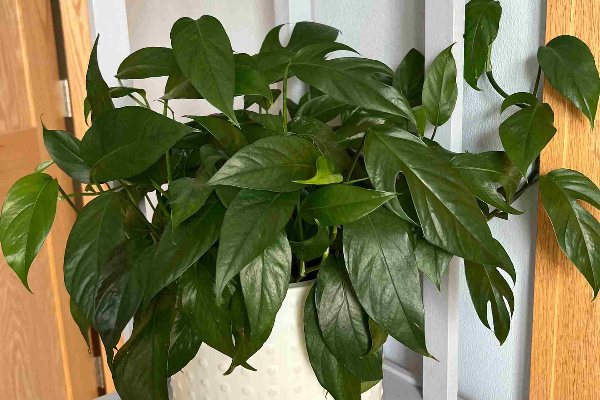 Baltic Blue Pothos Rare