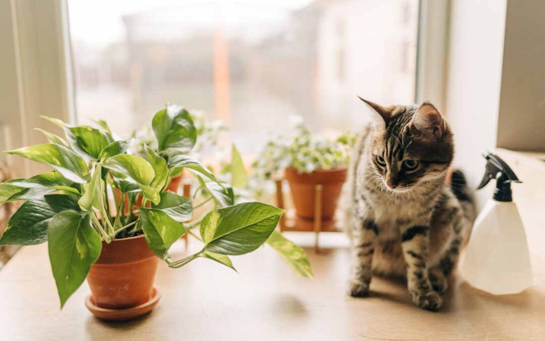 Are Baltic Blue Pothos Toxic to Cats?