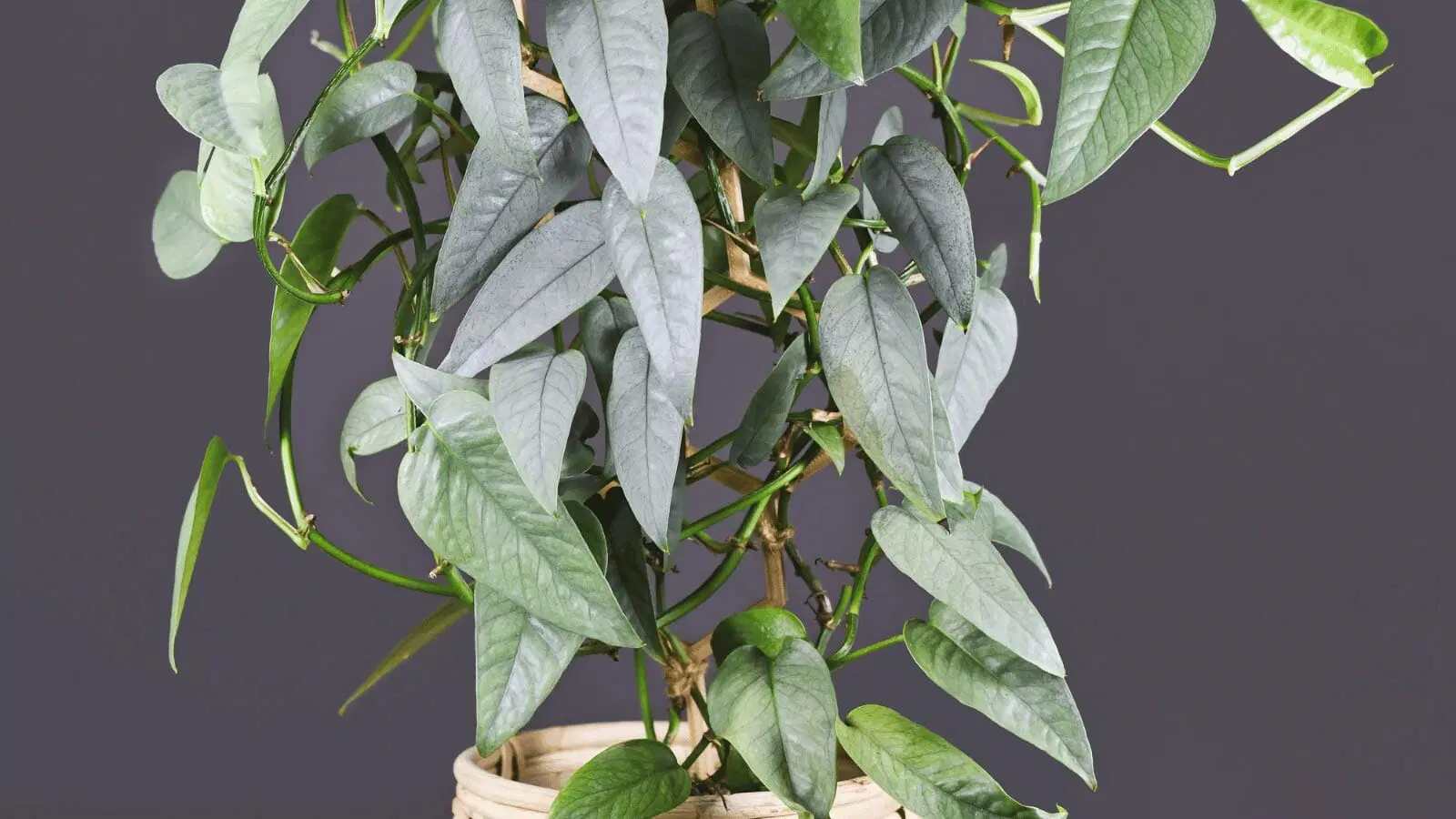Baltic Blue Pothos