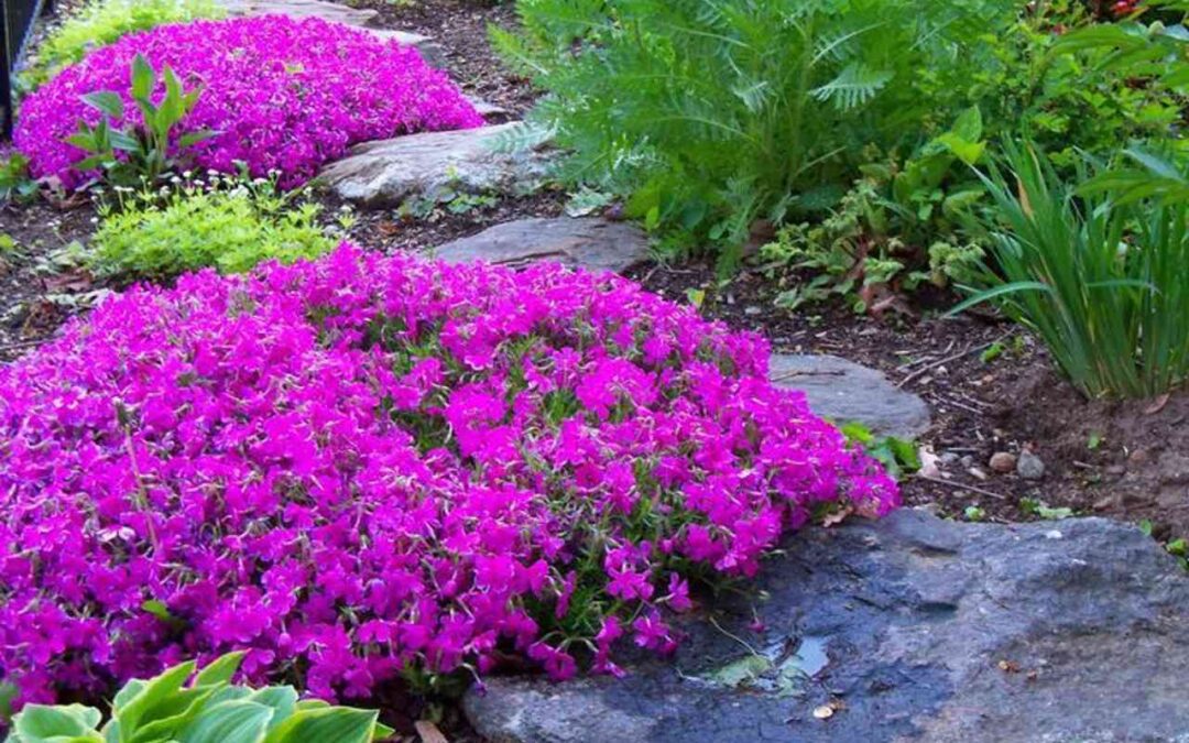 Tips on How to Grow and Care for Creeping Phlox