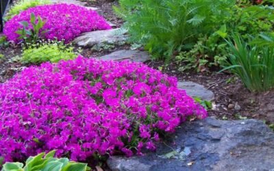Tips on How to Grow and Care for Creeping Phlox