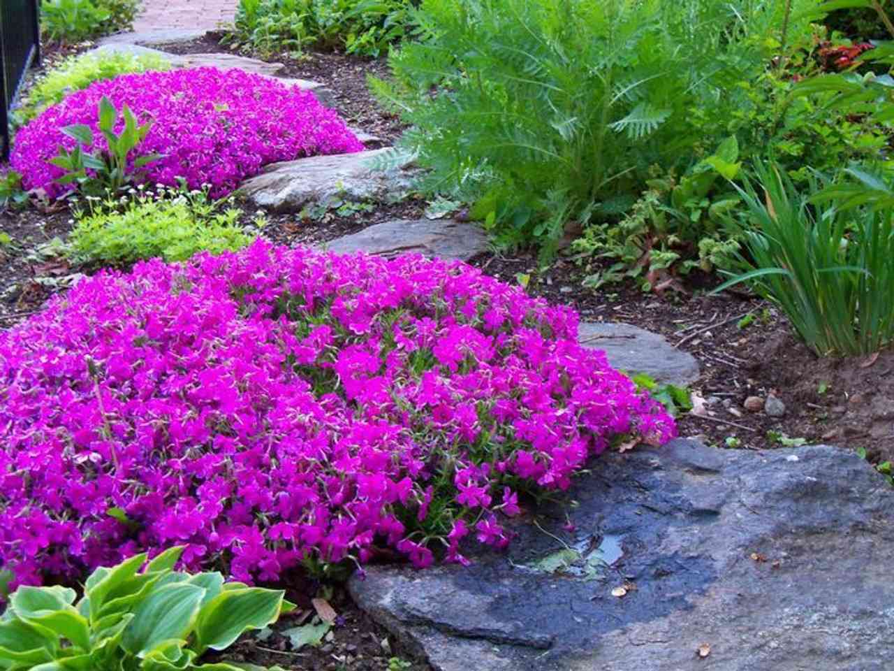 Care for Creeping Phlox_1 Care for Creeping Phlox