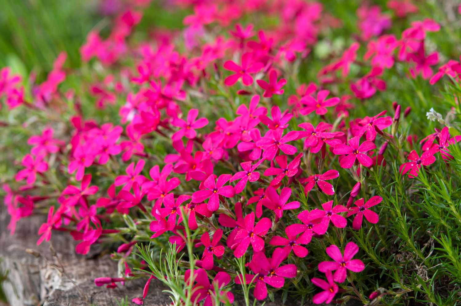 Care for Creeping Phlox