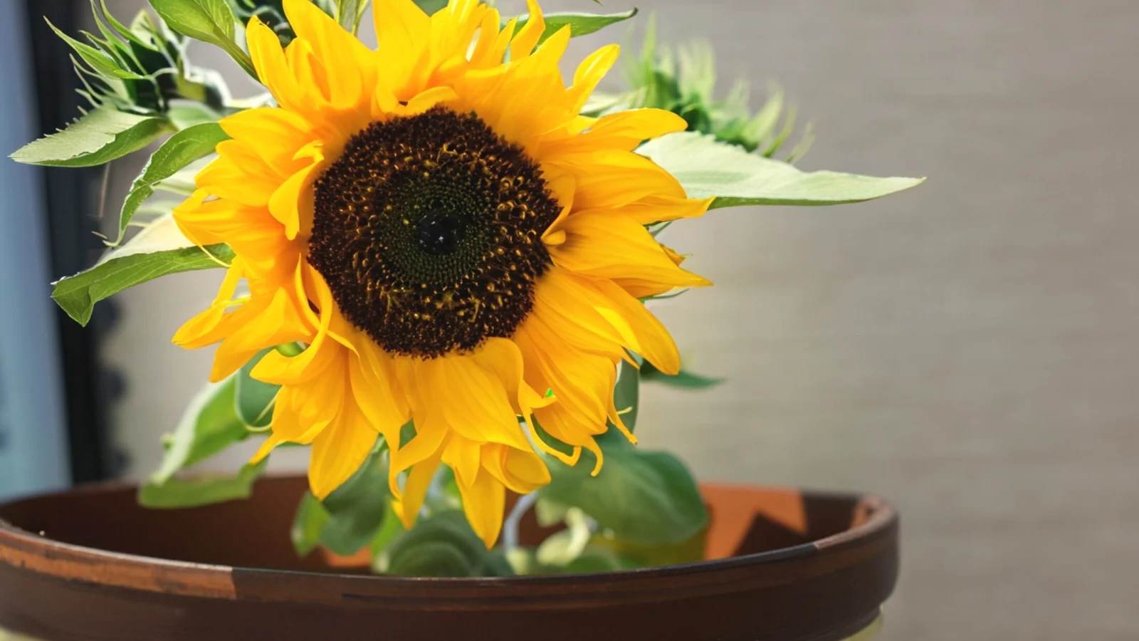 Care of Sunflowers
