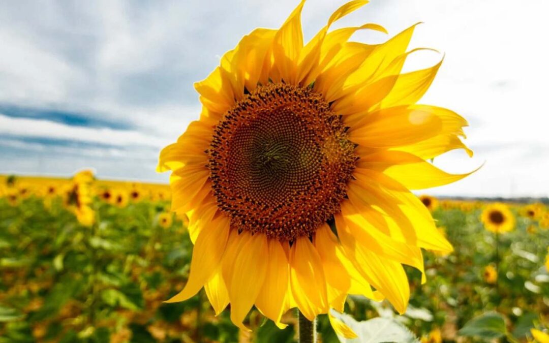 How to Take Care of Sunflowers: A Simple Guide
