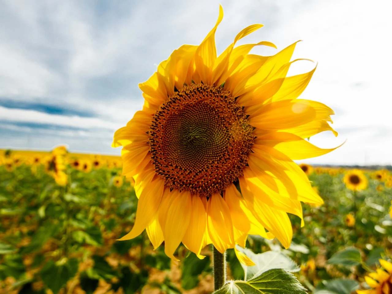 Care of Sunflowers_3 Care of Sunflowers