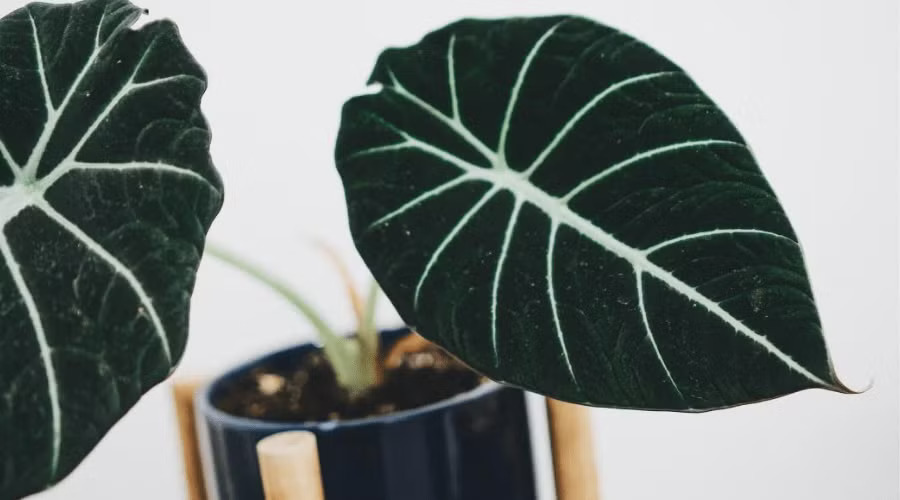 Caring for an Alocasia Odora