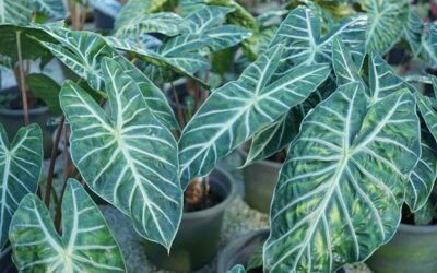 Comprehensive Guide to Caring for an Alocasia Odora