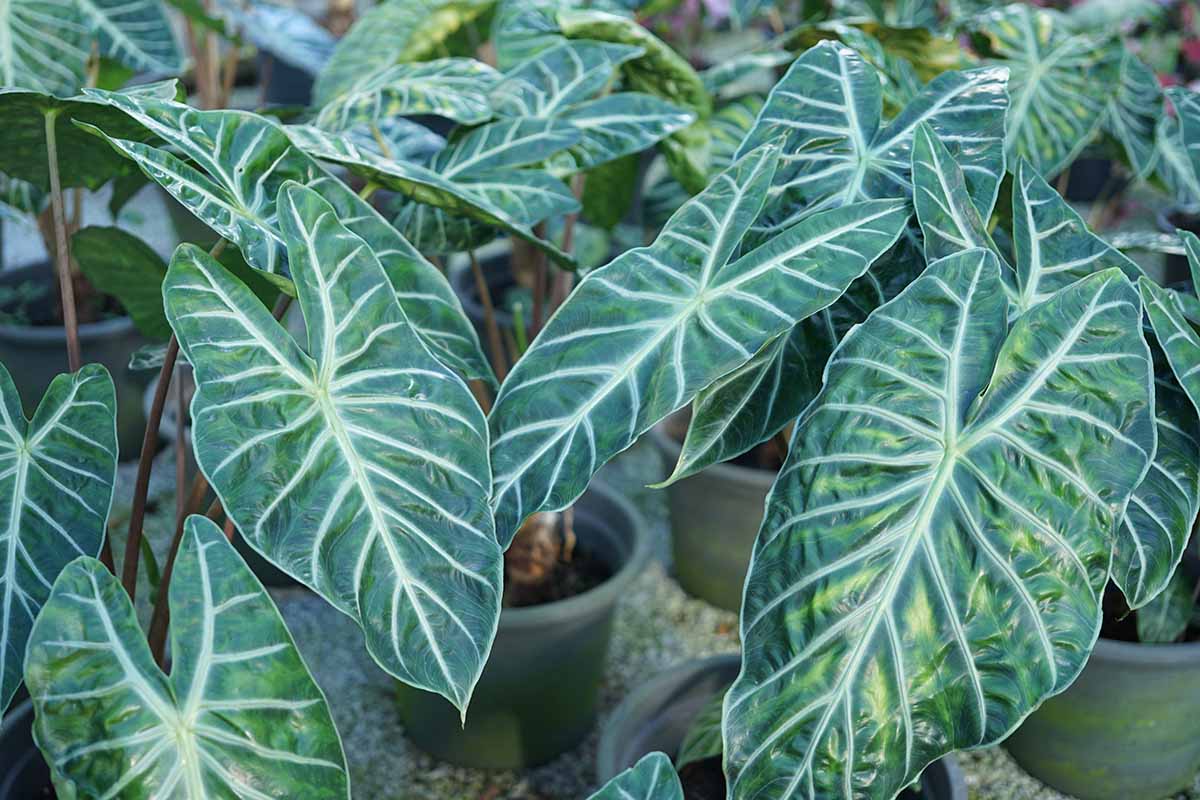 Caring for an Alocasia Odora_2 Caring for an Alocasia Odora