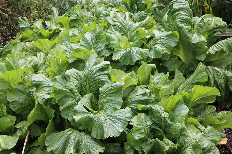 Freeze Mustard Greens