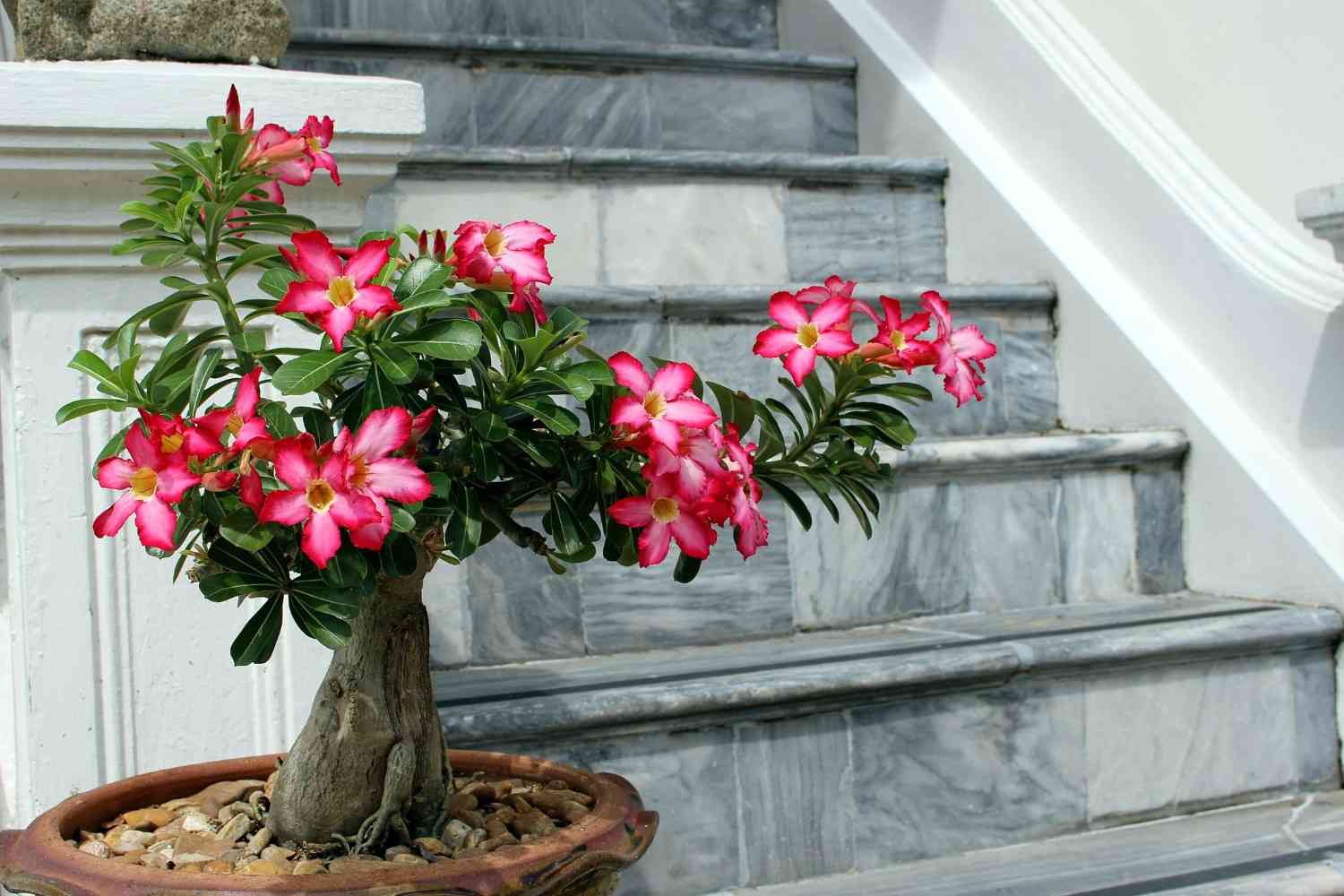 Grow Desert Rose Plants