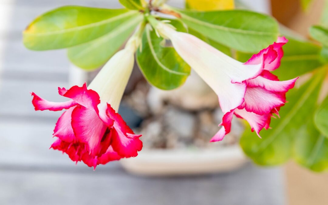 How to Grow Desert Rose Plants from Seed