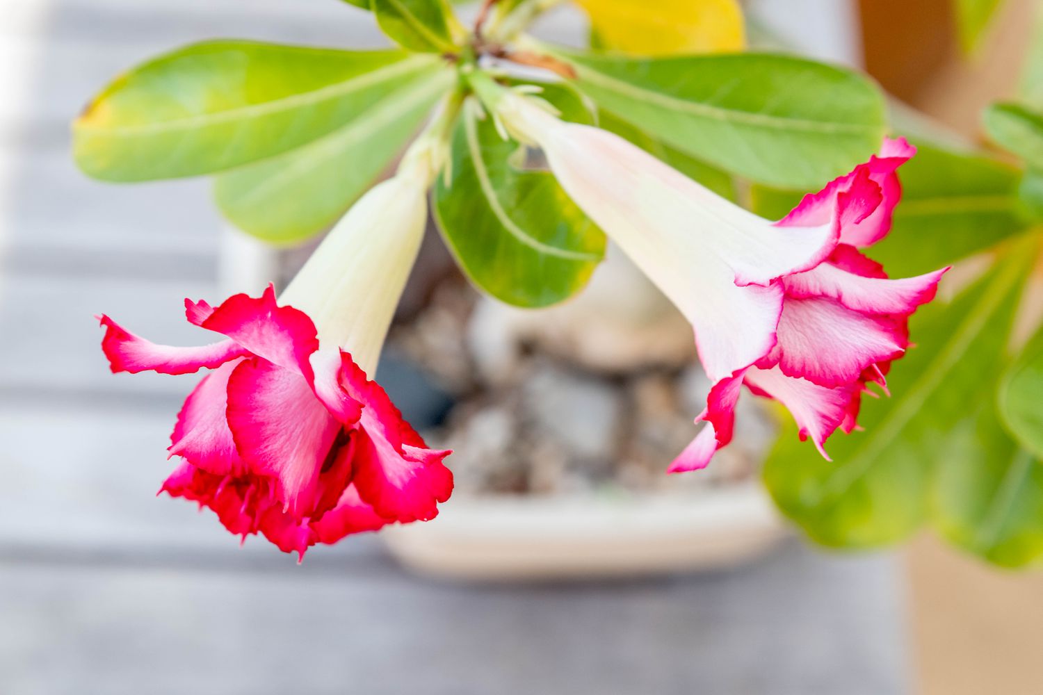 Grow Desert Rose Plants_3 Grow Desert Rose Plants