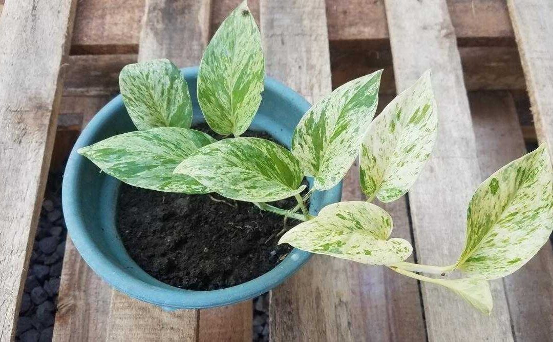 How to Care for Snow Queen Pothos: Propagation Guide