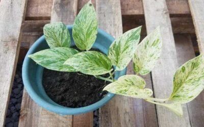 How to Care for Snow Queen Pothos: Propagation Guide
