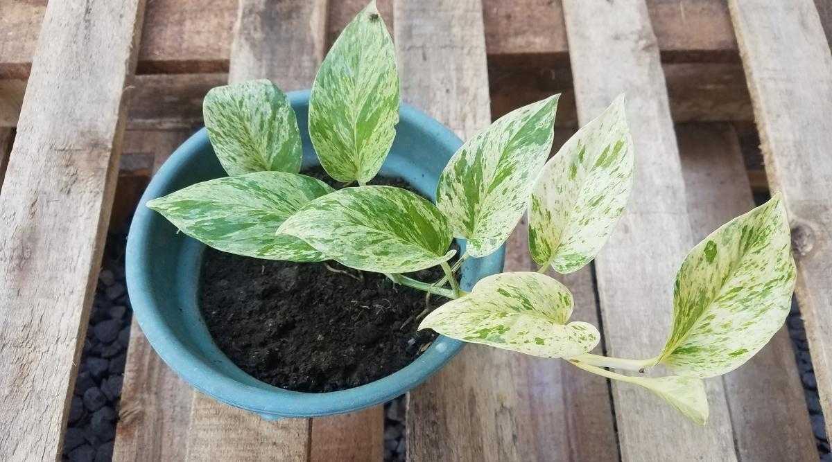 How to Care for Snow Queen Pothos_3 How to Care for Snow Queen Pothos