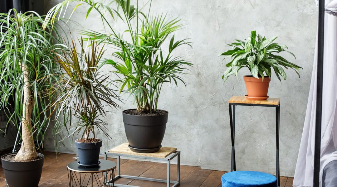 How to Take Care of Lady Palm Indoor Plant