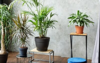 How to Take Care of Lady Palm Indoor Plant