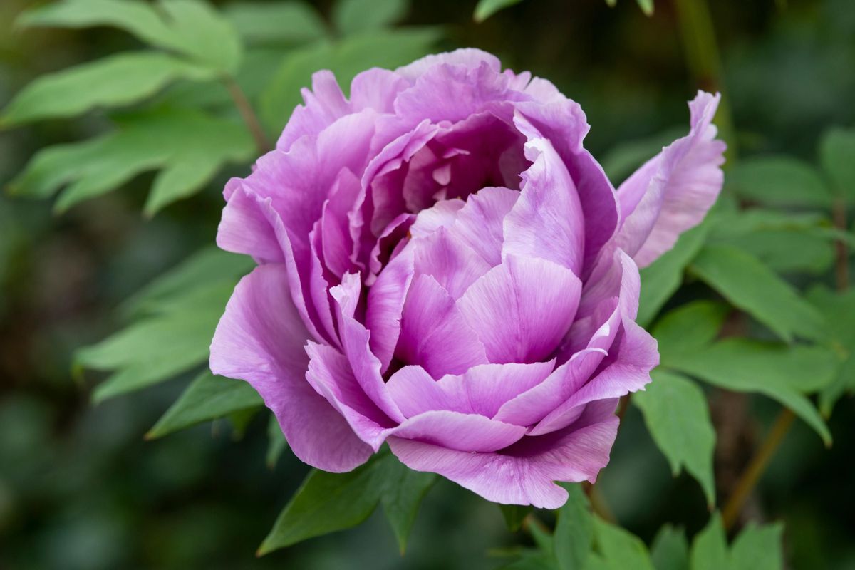 Peonies flower
