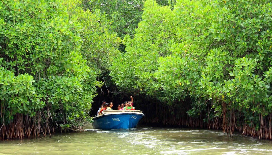 Exploring Pichavaram Mangrove Forest Timings and Tips