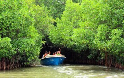 Exploring Pichavaram Mangrove Forest Timings and Tips