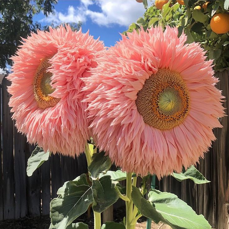 Pink Teddy Bear Sunflowers