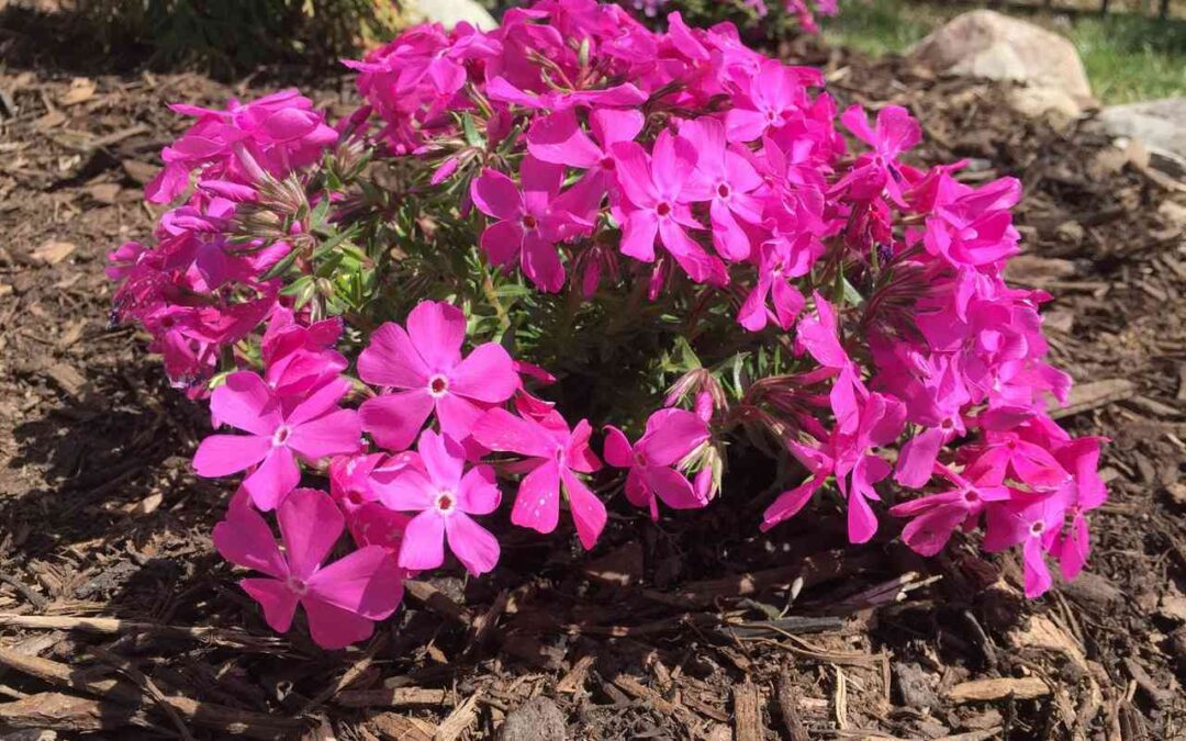 When to Plant Creeping Phlox: A Comprehensive Guide