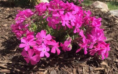 When to Plant Creeping Phlox: A Comprehensive Guide