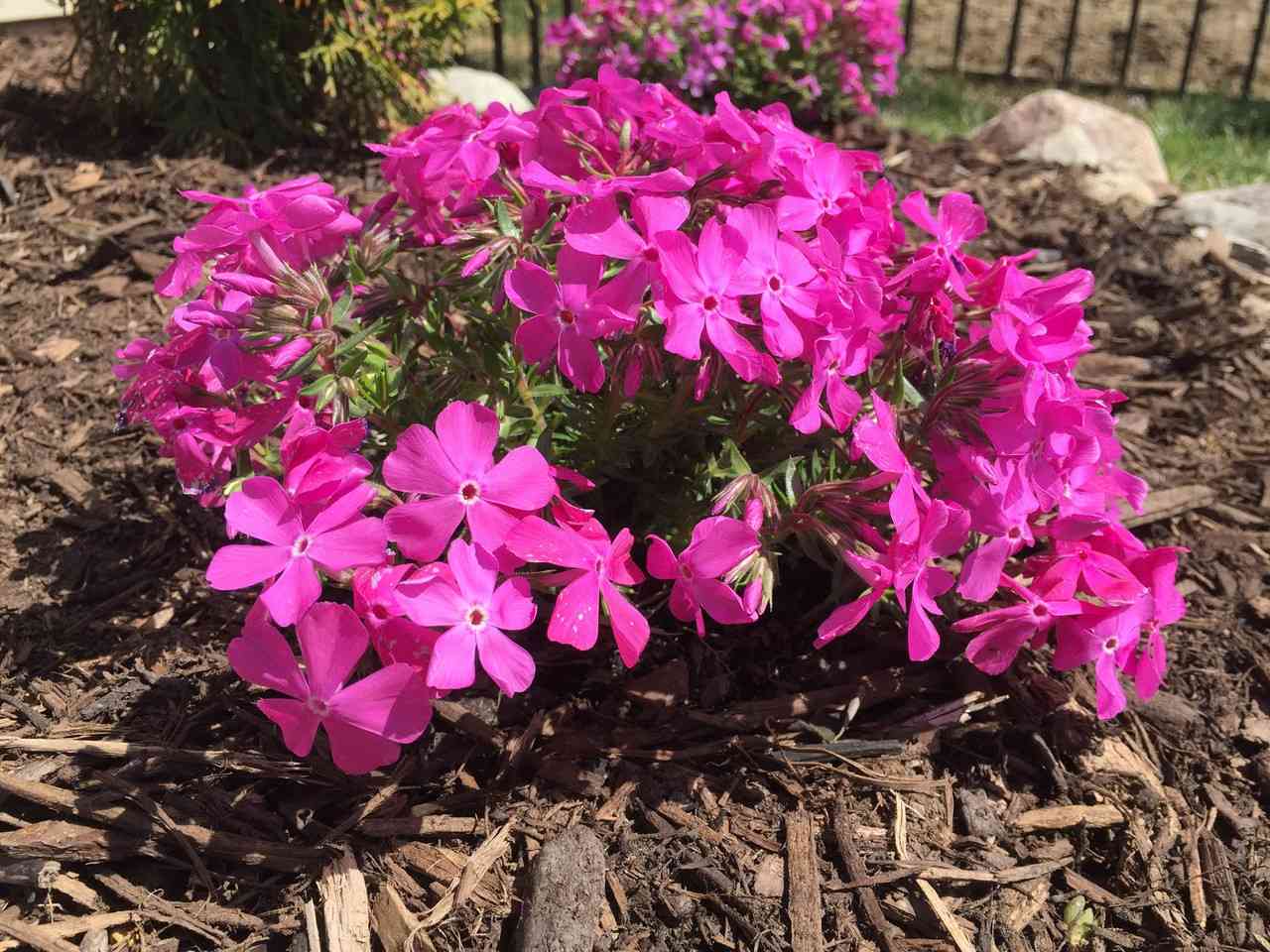 Plant Creeping Phlox_2 Plant Creeping Phlox