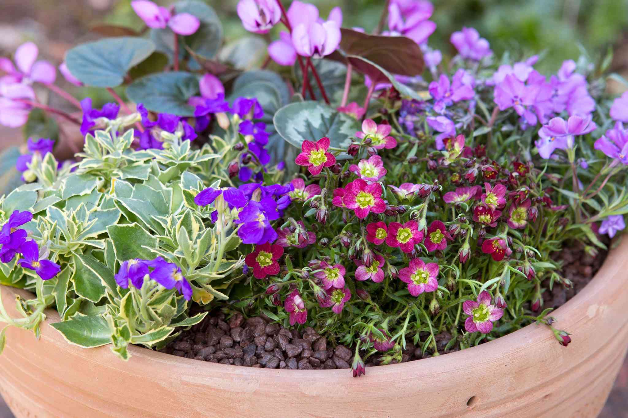 Plant Creeping Phlox