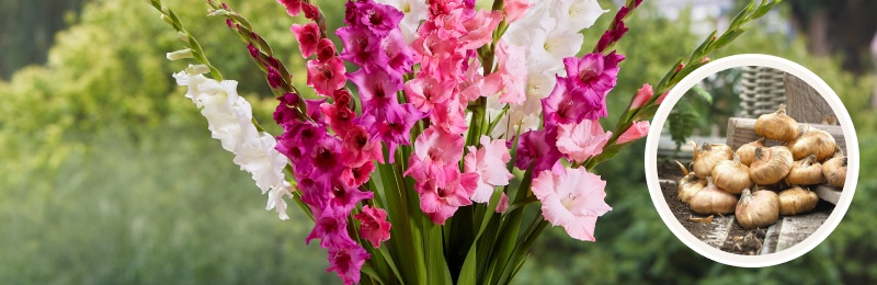 Plant Gladiolus