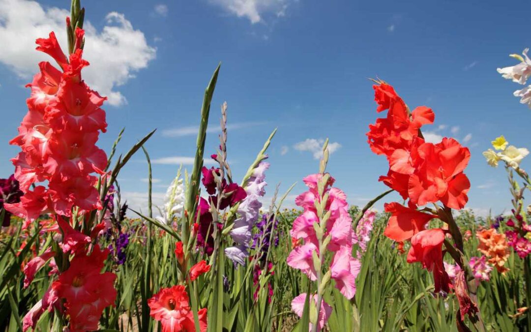 Plant Gladiolus Corms: A Simple Guide to Getting the Depth Right