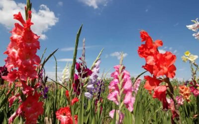 Plant Gladiolus Corms: A Simple Guide to Getting the Depth Right