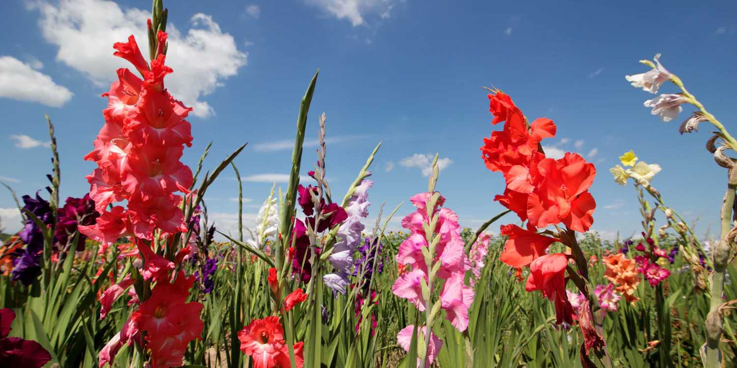 Plant Gladiolus_3 Plant Gladiolus