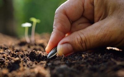 How Late Can You Plant Sunflower Seeds?
