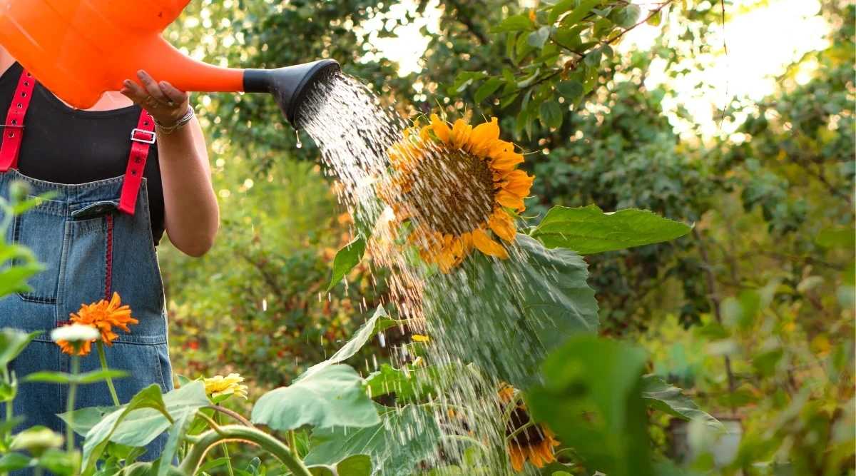 Plant Sunflower Seeds