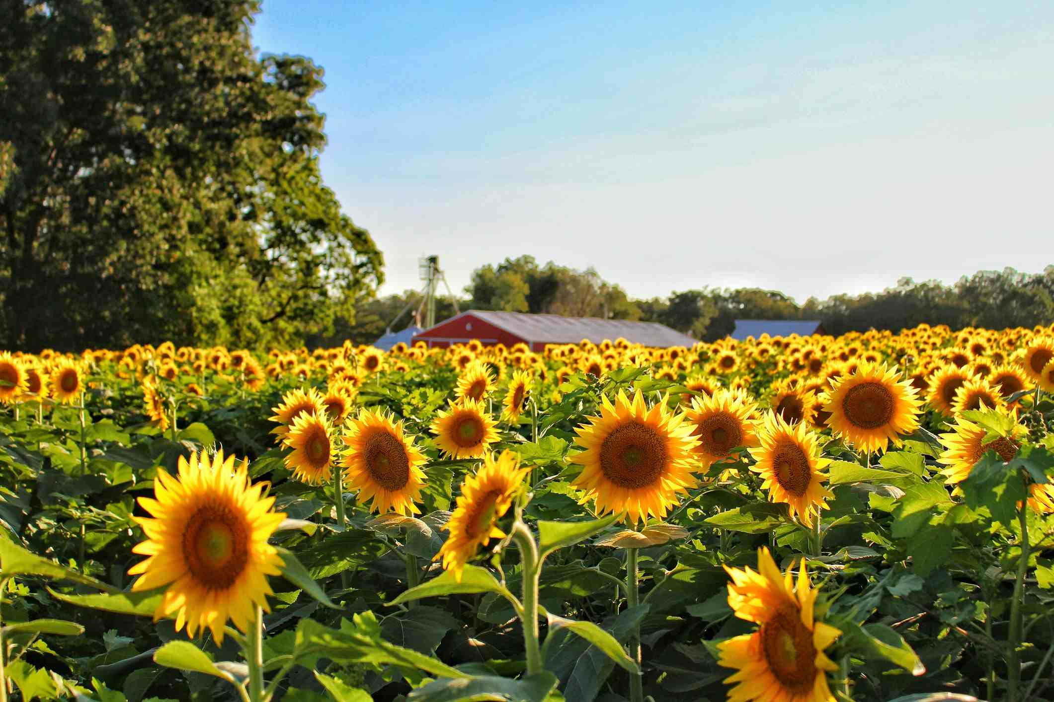 Plant Sunflower