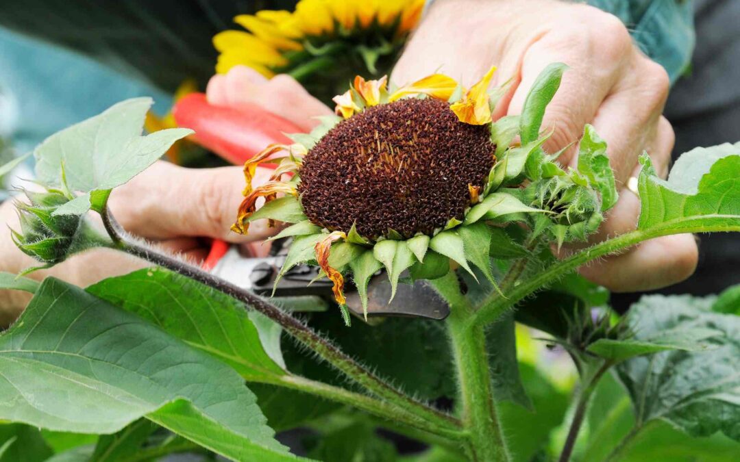 Sunshine in Your Garden: When and How to Plant Sunflower
