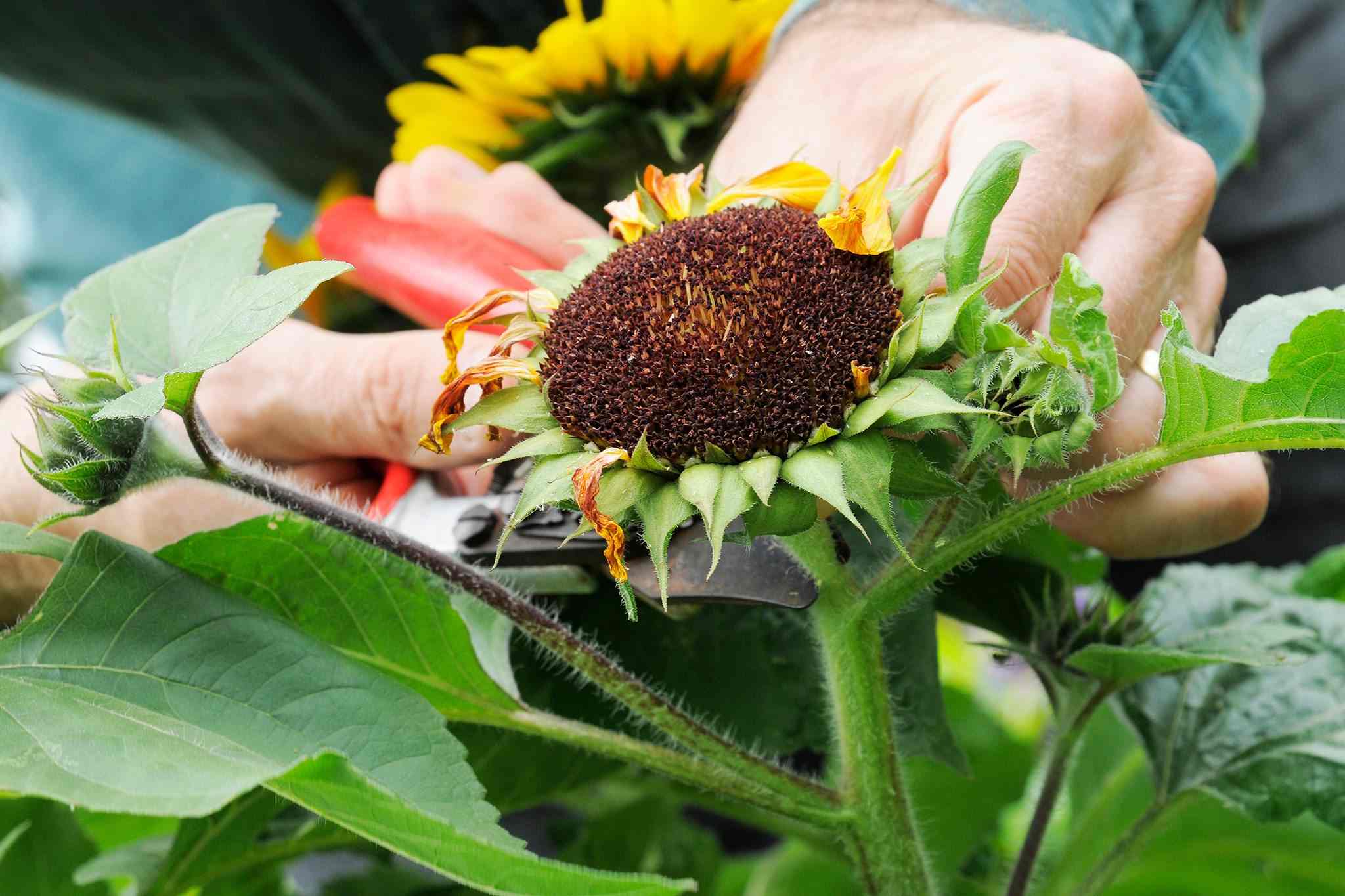 Plant Sunflower_2 Plant Sunflower