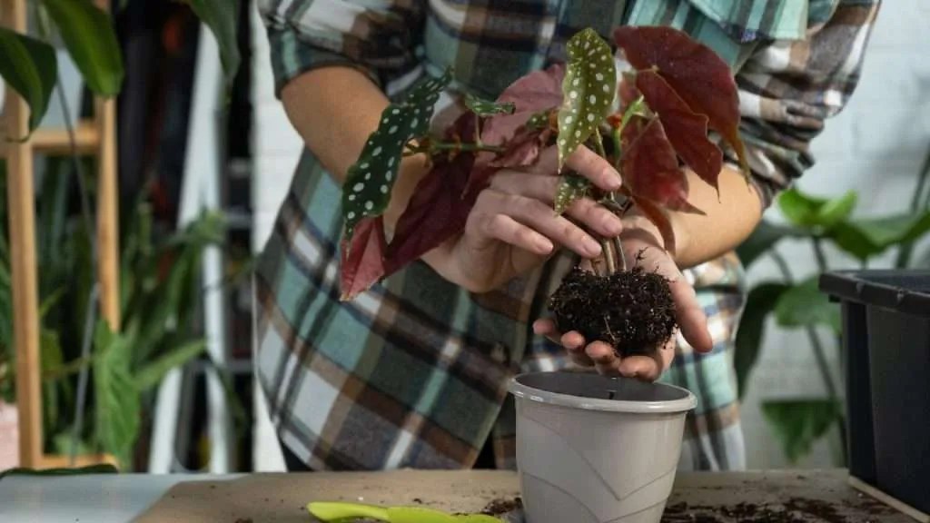 Propagate Begonia Maculata