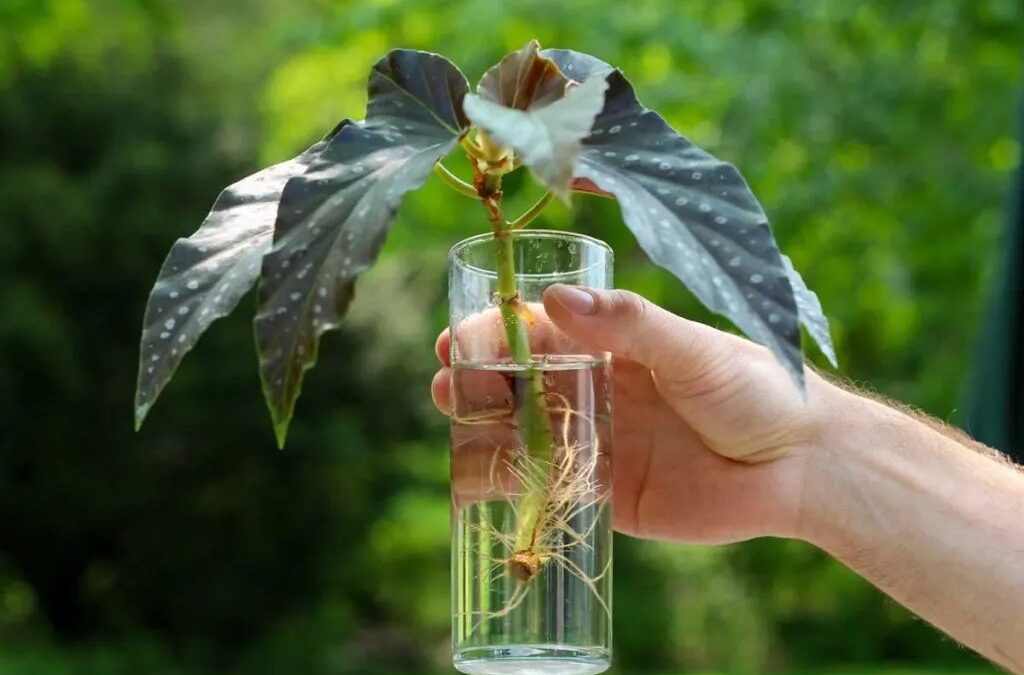 How to Propagate Begonia Maculata: A Complete Guide